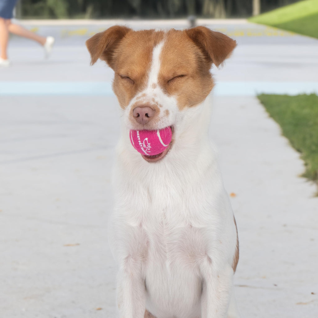 Best Pet Supplies Interactive Squeaky Dog Chew Toy, Ideal Dog Toys for Chewers, Small, Medium & Large Dogs, and Fetch Lovers - Crinkle Duck (Yellow), Large
