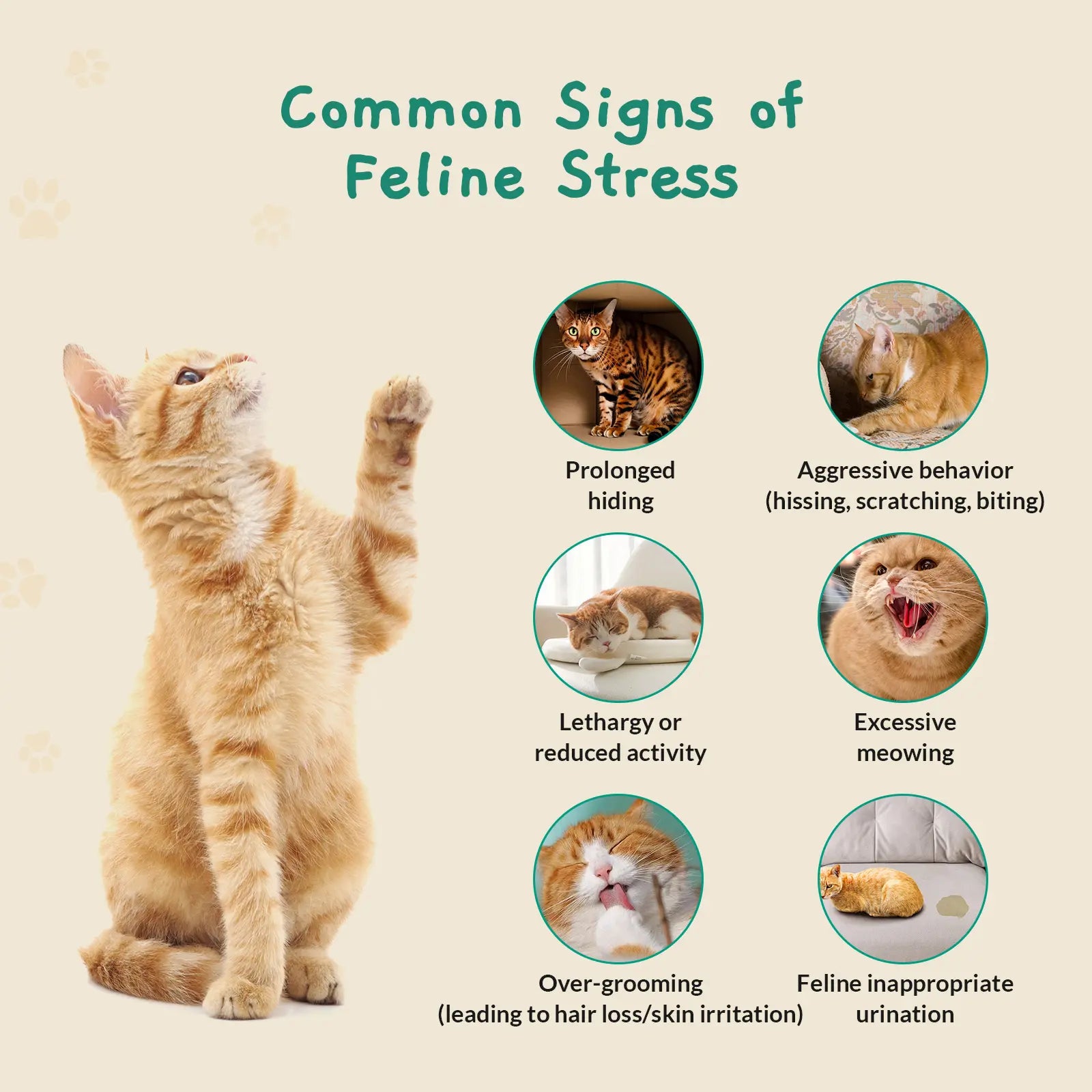 PAWITH Cat Calming Pop Patch (1 Box * 7 Patches) ,Long Lasting up to 48 Hours Per,To Help Reduce Conflicts and Signs of Tension in Multi-Cat Households,Ideal for Cat Travel, Vet Visits, Car Rides Effectively Alleviating Emergency Behaviors.